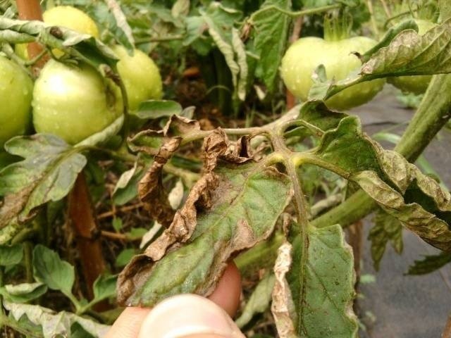 Фитофтора на помидорах методы борьбы