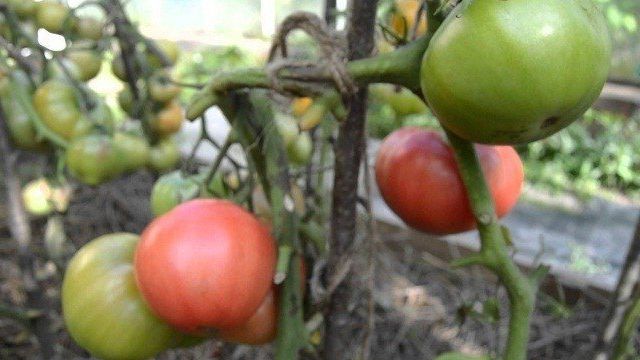 Томат Розовые щечки: характеристика и описание сорта, особенности выращивания
