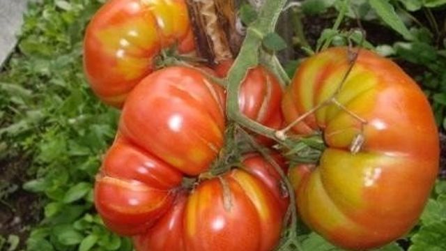 Хороший урожай помидор