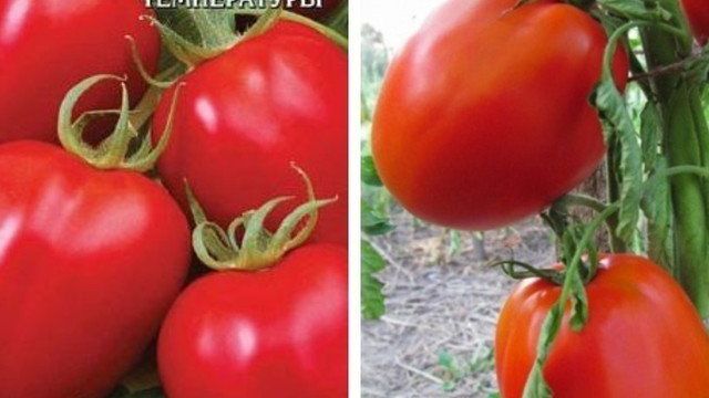Описание и фото томатов Сибирское чудо, их урожайность