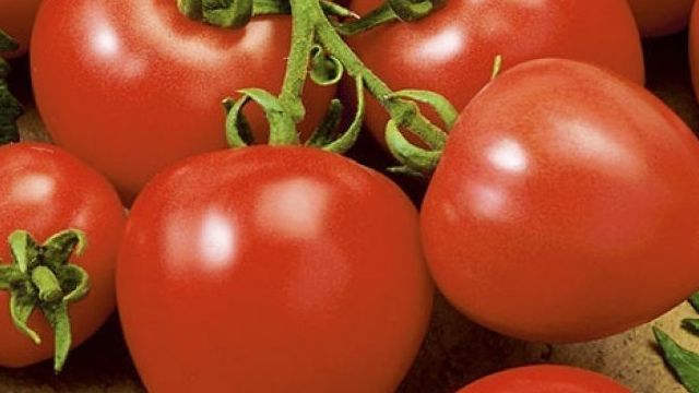 Описание и выращивание томата «Моя любовь» для открытого грунта