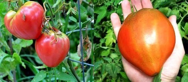 Срок созревания томатов