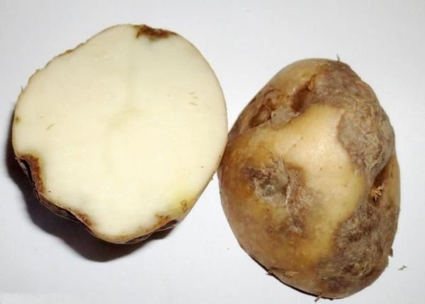 Питиозная гниль картофеля