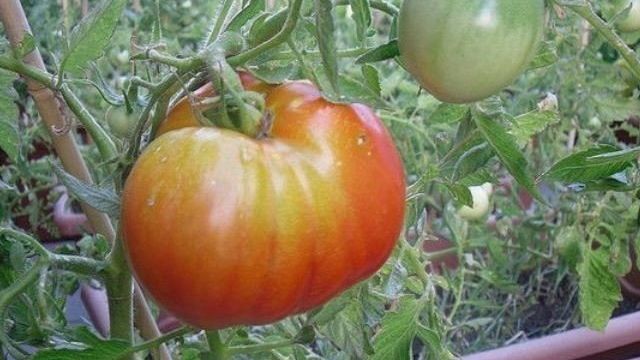 Почему плодоножка у томатов не краснеет? Что делать