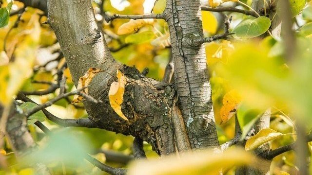 Почему желтеют листья у груши