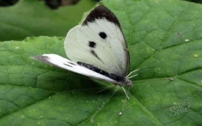 Бабочка белянка капустница