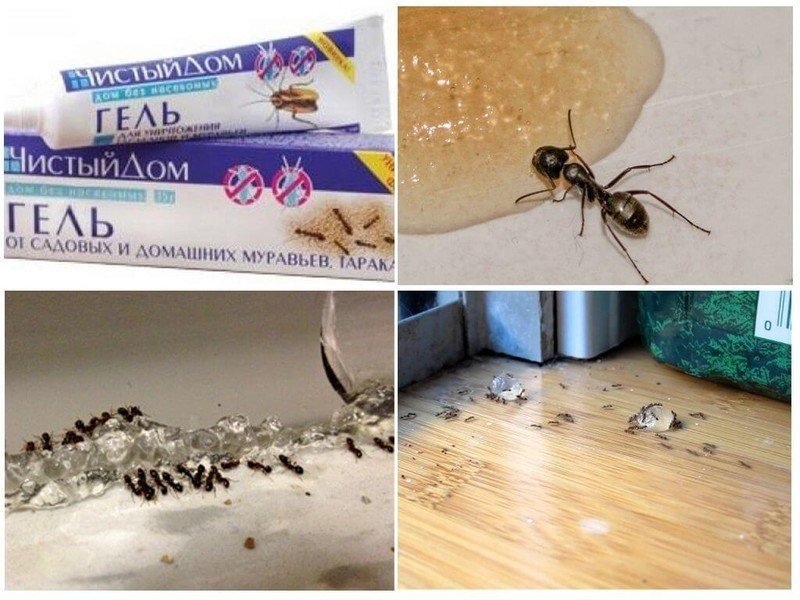 От муравьев в доме средство