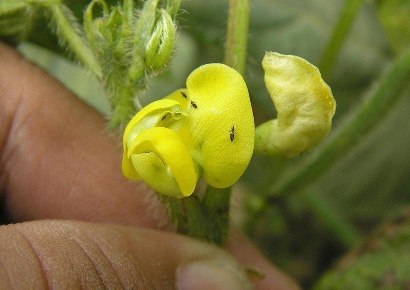 Растение с желтыми бутончиками