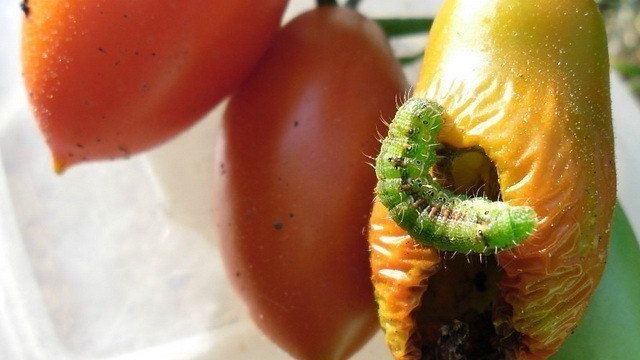 Гусеницы на помидорах в теплице