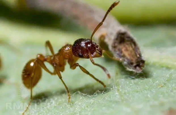 Муравейник муравьи
