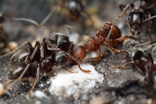 Чёрные муравьи против красных муравьёв