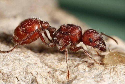 Американский муравей жнец