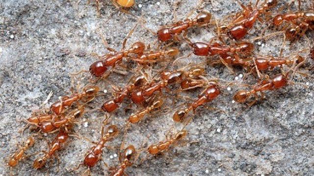 Красные муравьи — опасное соседство