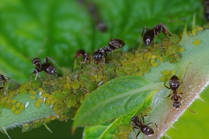 Черный садовый муравей муравейник