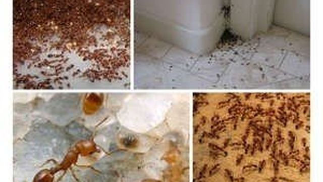 С помощью каких средств можно избавиться от домашних муравьев