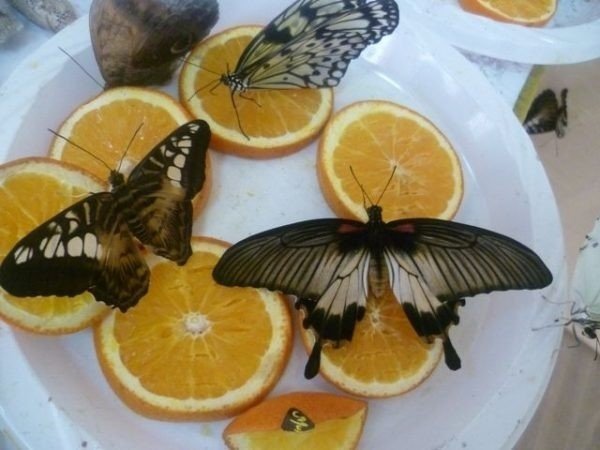 Чем кормить бабочку