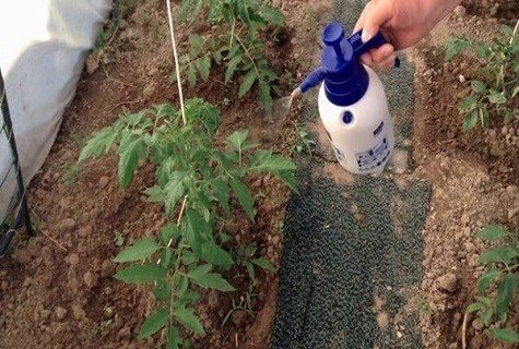 Опрыскивание томата в открытом грунте