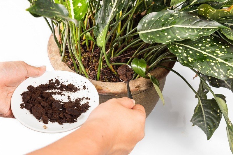 Кофе для удобрения комнатных растений