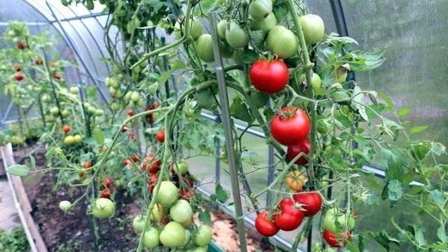 Нитрат кальция для томатов