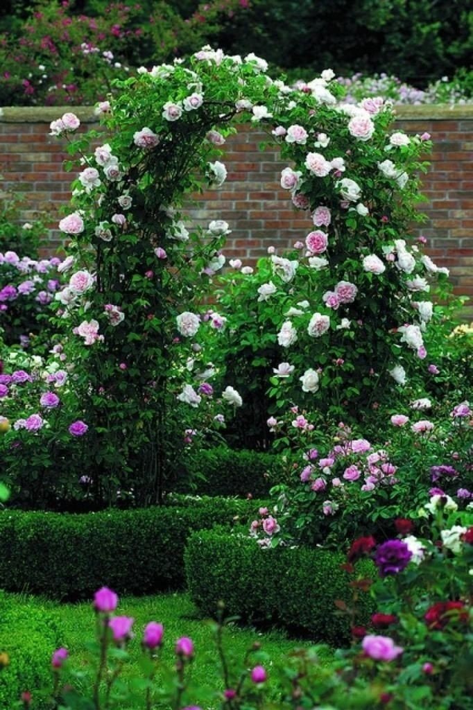 Розы плетистые розен гарден