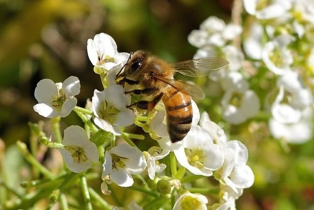 Семейство медоносной пчелы