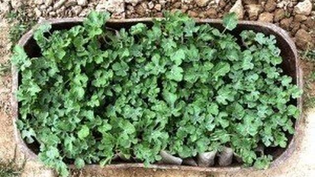 Выращивание арбузов: инструкция от выбора сорта до уборки урожая