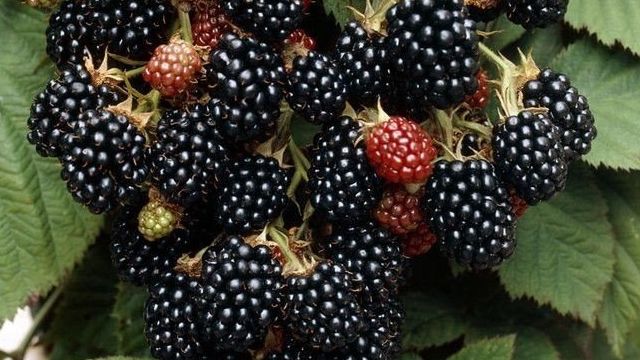 Садовая ежевика — полезные советы по выращиванию ягоды на участке