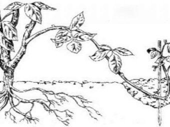 Cutting plant reproduction cartoon