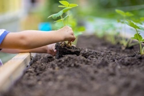 Preparing the soil for planting plants