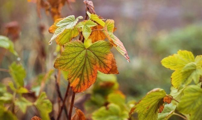 Смородиновый лист осенью