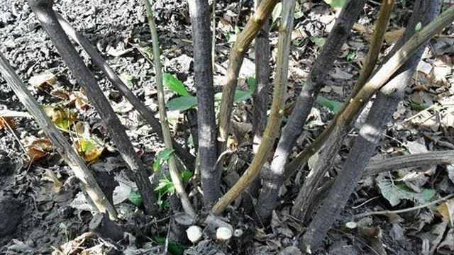 Крыжовник Грушенька: описание и выращивание