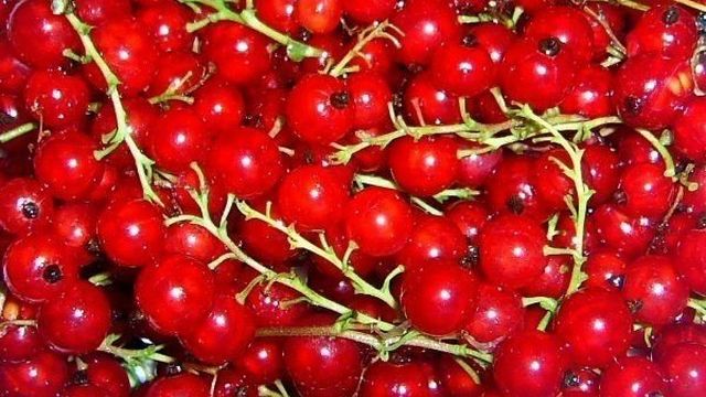Красная смородина Натали — высокоурожайный и устойчивый к болезням сорт