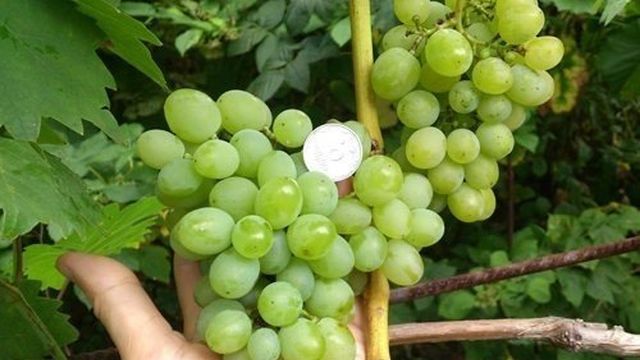 Характеристики и описание винограда сорта Гарольд, посадка и уход