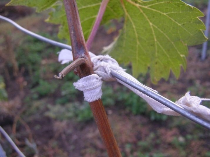 Подвязывание лозы винограда
