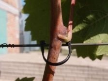 Подвязывание лозы винограда