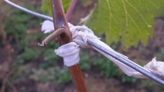 Как правильно подвязать виноград к шпалере