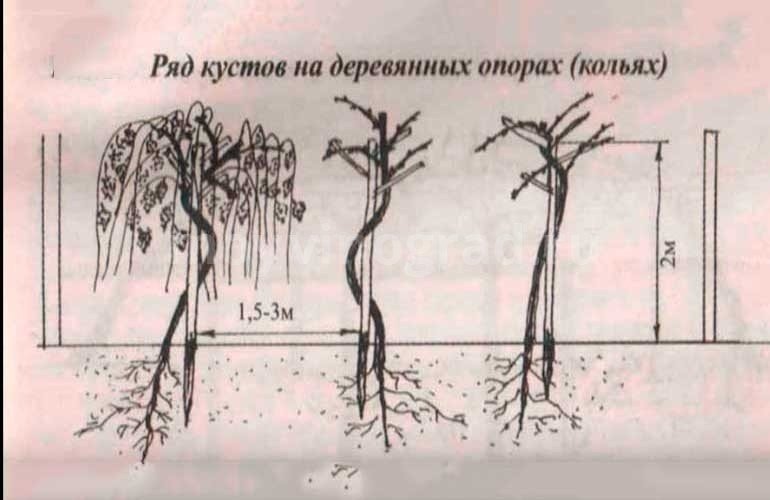 Схема формирования штамбовых деревьев