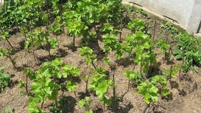 Как правильно высаживать виноград