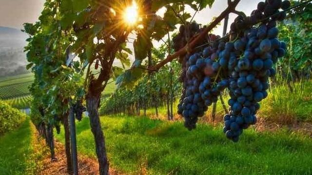 Мавруд — виноград