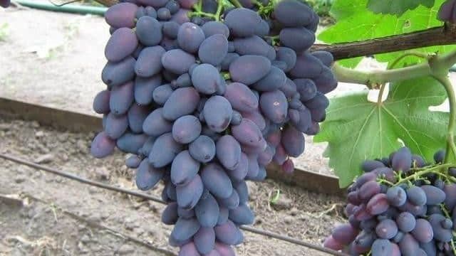 Описание и характеристики сорта винограда Атос, правила выращивания и особенности ухода