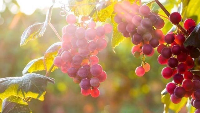 Виноград Лидия: описание сорта, фото