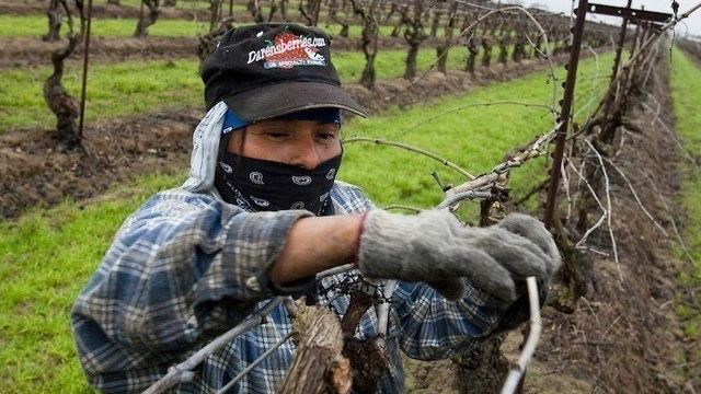 Как правильно подвязать виноград весной