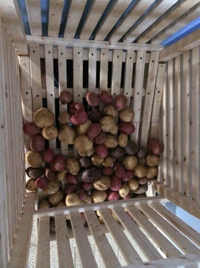 Ящик для хранения картошки в погребе