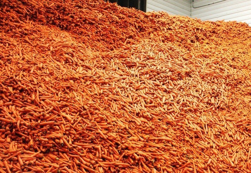 Хранилище моркови
