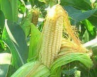 Маринованная кукуруза в початках на зиму