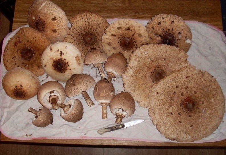 Лепиота коричнево красная грибы