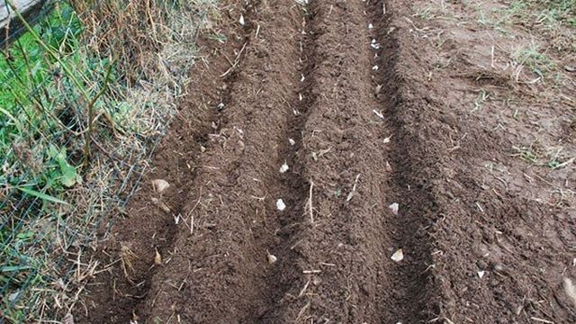 Особенности посадки чеснока в открытый грунт весной