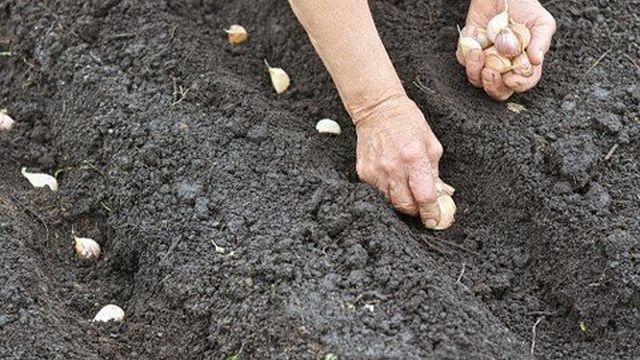 Посадка и выращивание чеснока — подготовка почвы и правильный полив